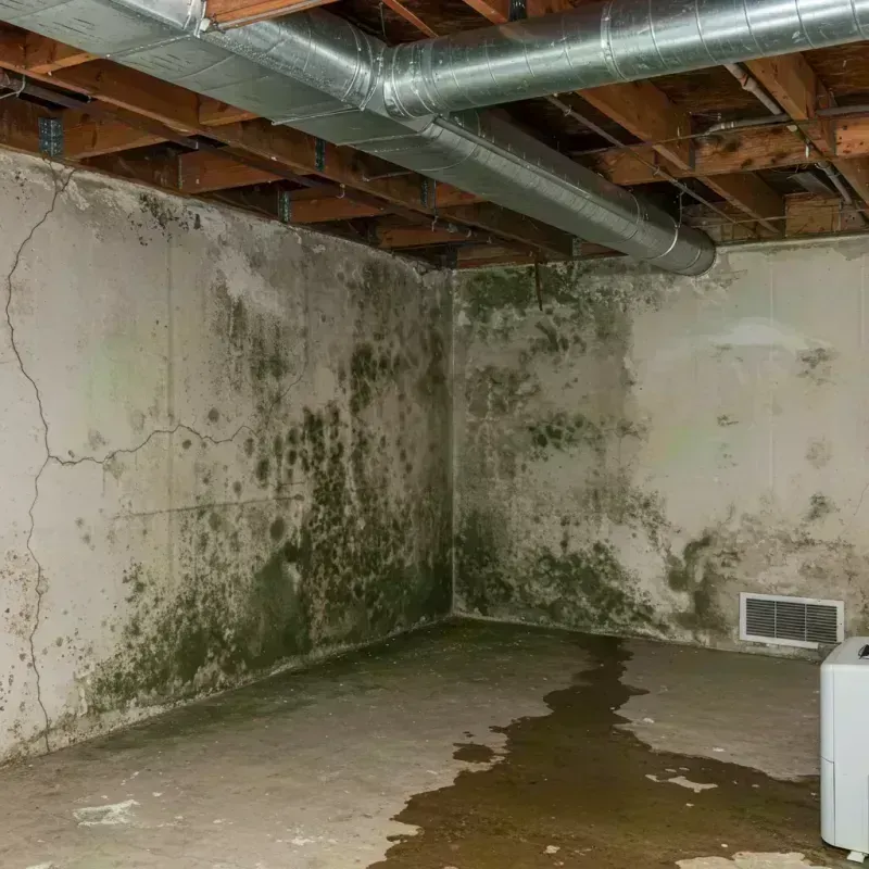 Professional Mold Removal in Big Bend, WI